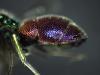 Chrysis comparata